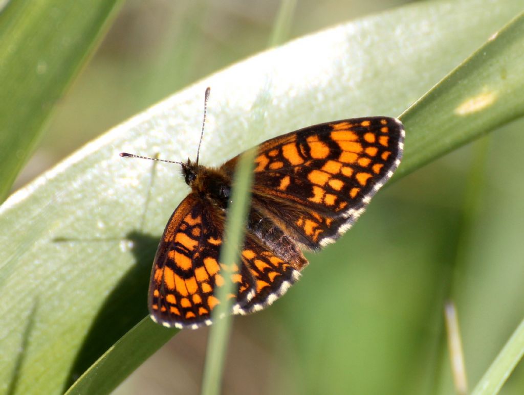 Melitaea athalia? S